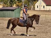 Stute, Hungarian horse breed — Foto 5