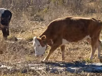 Kuh, Simmental cattle — Foto 1