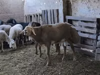 मेढ़ा, Arashan sheep — फ़ोटो 5