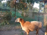 Oveja, Arashan sheep — foto 2
