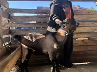 Ziegenbock, Nubian Goat — Foto 2