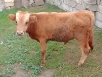 Toro, Simmental cattle — foto 1