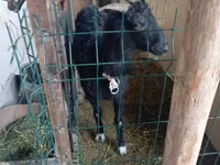 Goat, Alpine goat — photo 2