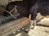 Kuh, Holstein-Rasse — Foto 3