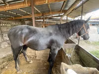 Caballo, Caballos — foto 3