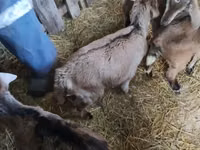 تيس, Nubian Goat — الصورة 4