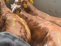 Rinder (Partie, Geschlecht nicht angegeben), Simmental cattle — Foto 2