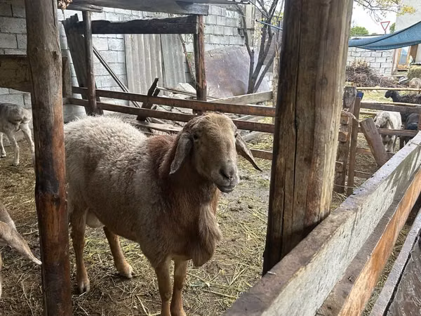 كبش, Arashan sheep — أوزبكستان