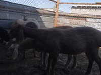 Schaf, Arashan sheep — Foto 3
