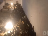 Chickens — Foto 4