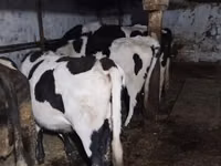 Kuh, Holstein-Rasse — Foto 2