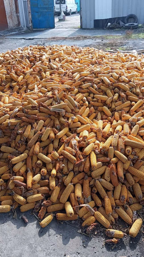 Кукуруза 🌽🌽🌽
