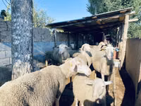 Carnero, Merinoland sheep — foto 1