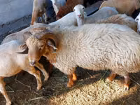 公羊, Sheep — 照片 3