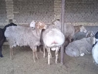 Widder, Arashan sheep — Foto 5