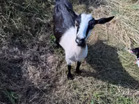 बकरी, LaMancha goats — फ़ोटो 4