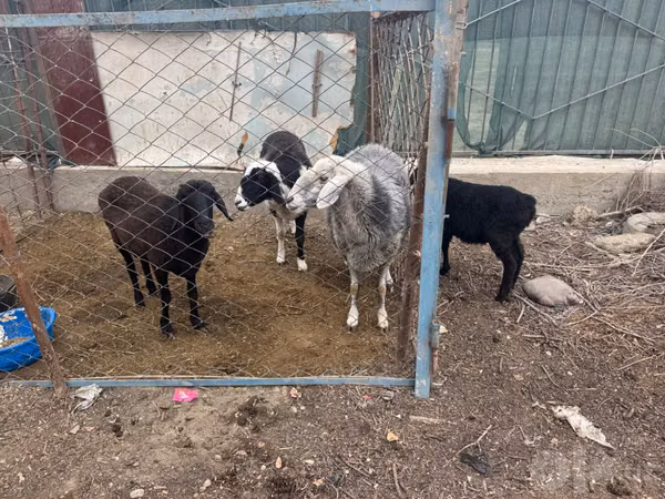Кой, Койлор