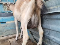 Cabra, Cabras — foto 1