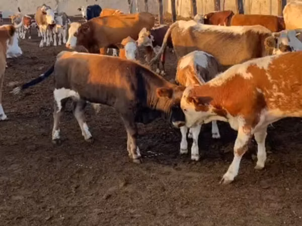 公牛, Simmental cattle — 哈萨克斯坦