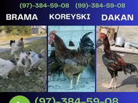 Chickens — Foto 3