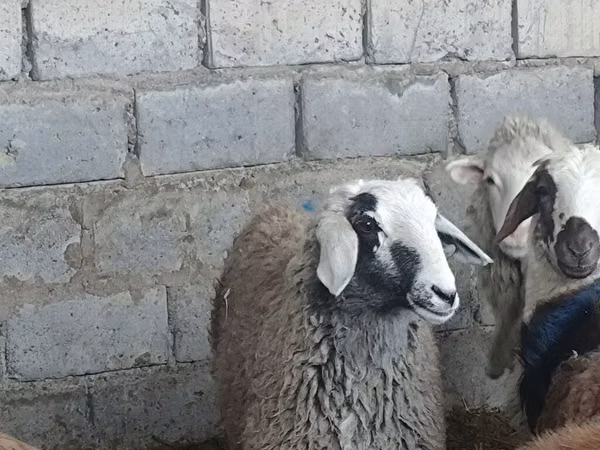 نعجة, الأغنام — قيرغيزستان