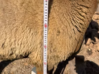 Carnero, Arashan sheep — foto 6
