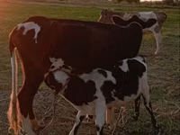 بقرة, Russian Black pied cattle — الصورة 2