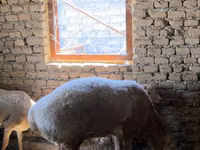 Carnero, Arashan sheep — foto 2