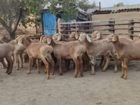 نعجة, Arashan sheep — الصورة 5