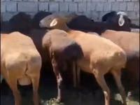 Qoʻy, Hissar sheep — 1-rasm