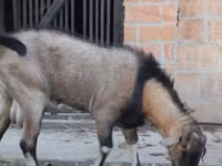 Ziegenbock, Nubian Goat — Foto 3