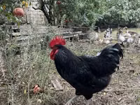 Chickens — फ़ोटो 1