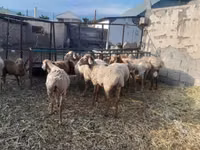 Schaf, Arashan sheep — Foto 3