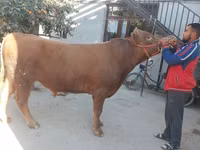 सांड, लिमोज़िन गाय — फ़ोटो 5