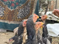 Chickens — Foto 8