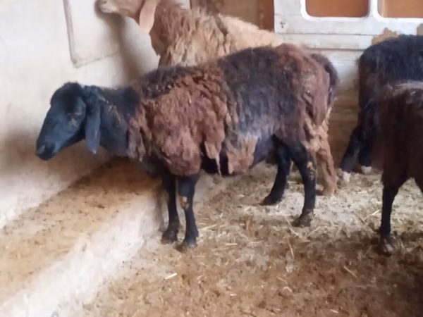 Widder, Jaidara sheep