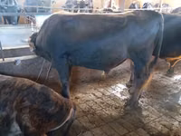 公牛, Simmental cattle — 照片 4