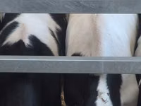 Bulle, Russian Black pied cattle — Foto 3