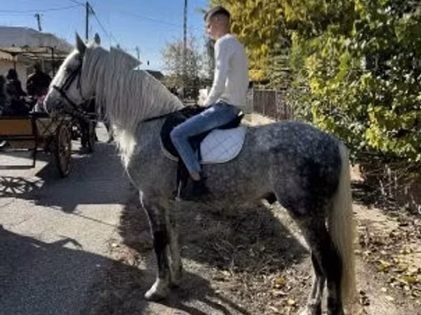 Hengst, Andalusian horse
