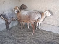 Widder, Arashan sheep — Foto 2