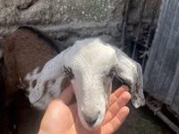 बकरी, Nubian Goat — फ़ोटो 4