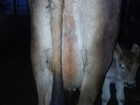 母牛, Cattle — 照片 3