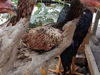 Chickens — الصورة 2