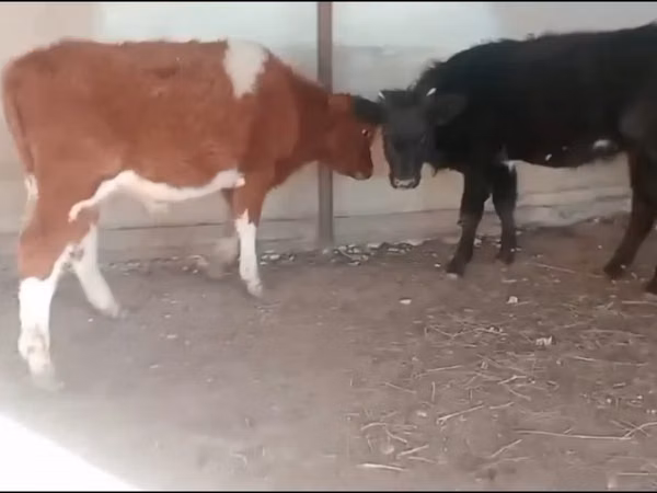 Cattle (batch, sex not specified), Cattle