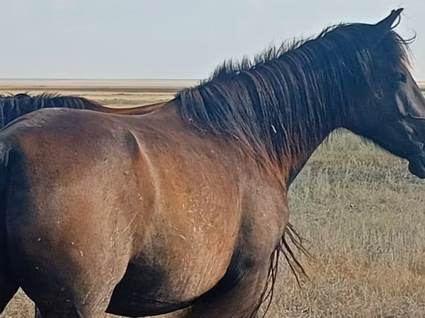 Toychoq, Kazakh horse — Qozogʻiston