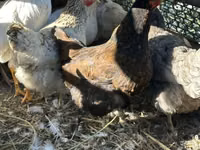 Chickens — photo 6
