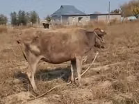 母牛, Latvian Blue cattle — 照片 2