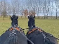 Hengst, Hungarian horse breed — Foto 4
