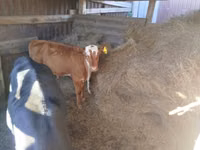 公牛, Cattle — 照片 3