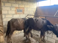 Rinder (Partie, Geschlecht nicht angegeben), Afrikanischer Büffel — Foto 2